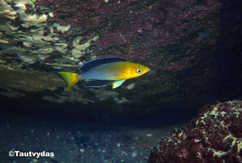 Cyprichromis sp. 'leptosoma jumbo' Katondo Point